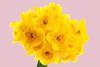 Spar daffodils