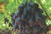 Sweet Sapphire grapes