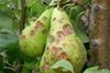 Belgium pear damage