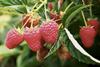 Plant Science Genetics raspberries hanging