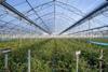 Prize greenhouse blueberries