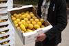supermarket rejected lemons at Riverford