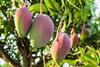 Taiwan mangoes production Adobe Stock