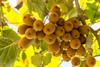 kiwi-valentina_AdobeStock_292841016