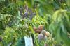 Mango Adobe Stock