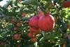 Low European top-fruit season forecast