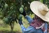 Grower checking mangoes on tree