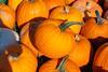 Hot summer brings smaller pumpkins but in great quality