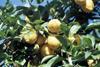 Argentinean citrus exports set to climb