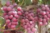 Peru grapes