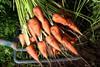 Freshgrowers chantenay carrots carbon neutral