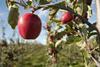 NZ apples