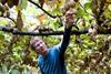 Peter Ombler NZKGI kiwifruit growers
