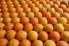 dreamstime_xxl_442553366 Joramaci | Dreamstime oranges South Holland