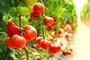 Tomatoes are one of the first crops to be analysed