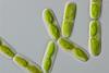 Algenforschung zur Pflanzenevolution