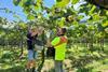 (l-r) Orchard manager Bruce Van Dorp and orchard foreman Arco Macgillivray