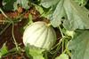Brasilianische Cantaloupe auf dem Feld