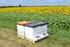 BVT Vectorhive honeybee dispensers on a sunflower field