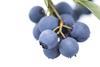 NZ Plant and Food Fresh Facts 2020 blueberries