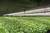 Cress production is the main focus of the new partnership