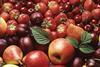 Schweiz: Obstkulturtag stand im Zeichen des Branchenwandels