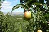 CMI Orchards WA Apples Yakima Fruit