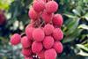 Lychees photo credit Britchis Brazil-ipd