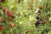 Topfruit growers are facing rising costs