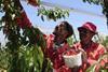 Cherry picking Ceres South Africa