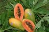 Brazil papayas