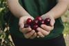Picota cherries in hand Spain