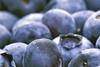 Chilean blueberries