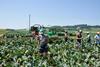 Schweiz: Gemüsekonsum 2016 leicht rückläufig