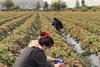 Inia strawberry trial