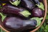 GEN fresh eggplants in wicker basket