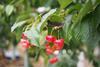 cherries