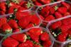 Spanien: Erdbeer-Saison mit Plus von 2 Prozent beendet
