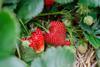 Erdbeeren