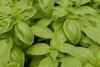 Agrexco has unveiled a full crop traceability system for basil and other herbs