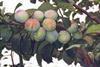 English plums make it three in a row