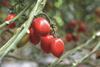 Bayer tomatoes on the vine