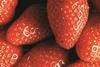 Erdbeeren_2-klein_23.jpg