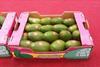 Peruvian avocados