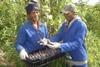 South Africa fig harvesting