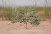 Ifad Libya