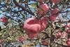 Apples in a Shandong Orchard, China