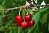 TR Lotus Fruit cherries on tree