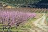 Spanish stonefruit
