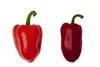 The new pepper is considerably darker than a traditional red variety